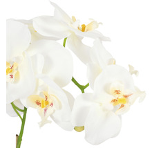 Detail bielej orchidey so žltými akcentmi ako dekorácia