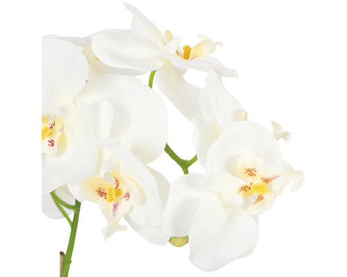 Detail bielej orchidey so žltými akcentmi ako dekorácia