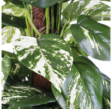 Detailný záber umelej rastliny pothos so zlatými listami