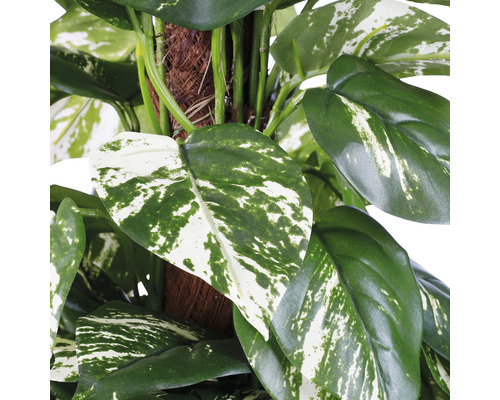 Detailný záber umelej rastliny pothos so zlatými listami