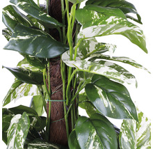 Detailný záber popínavej rastliny s oporou.