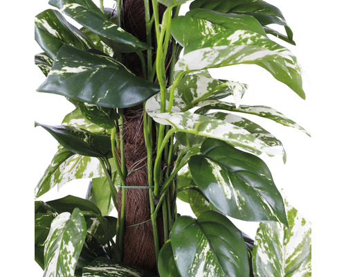 Detailný záber popínavej rastliny s oporou.