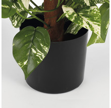 Detailný záber izbovej rastliny v čiernom kvetináči