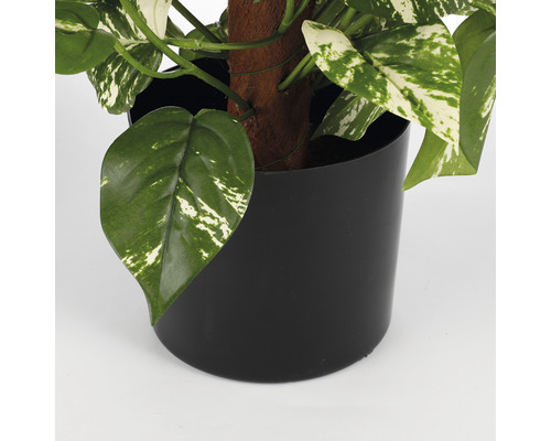 Detailný záber izbovej rastliny v čiernom kvetináči