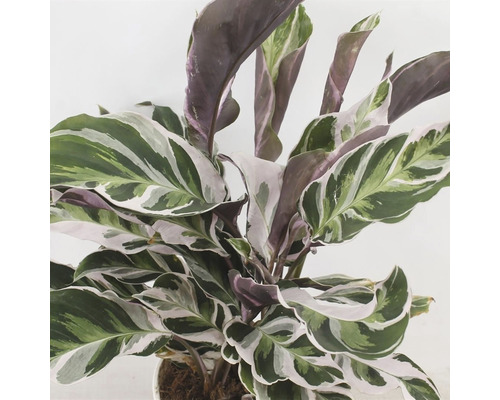 Izbová rastlina Calathea so vzorovanými listami