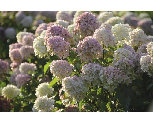Detail rastliny hortenzie s bielymi a ružovými kvetmi