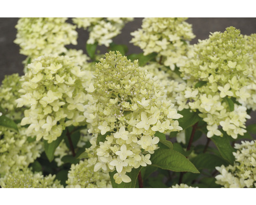 Detail kvetenstva hortenzie metlinatej