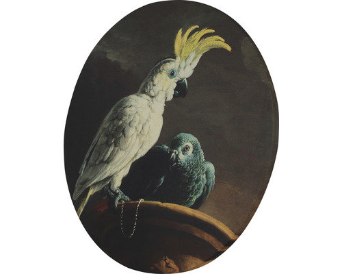 Maľba s kakadu a papagájom sivým