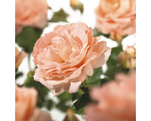 Ruža popínavá FloraSelf Rosa 'Bonita Renaissance' výška 100-120 cm kvetináč 5 l Detail otvorenej ruže