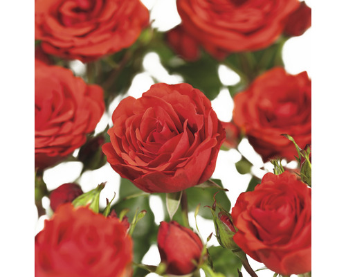 Ruža pnúca COURTYARD® FloraSelf Rosa Jive COURTYARD® 90-110 cm kvetináč 3 l