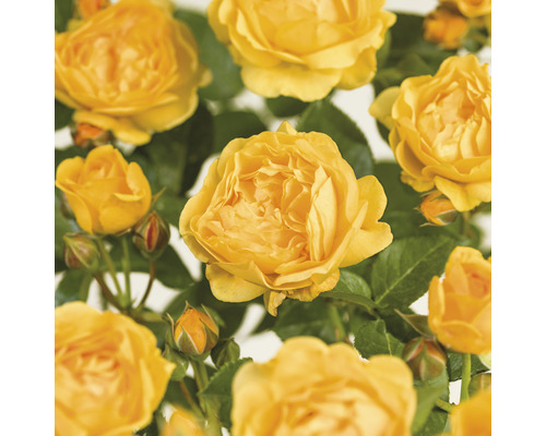 Ruže záhonová výška kmeňa cca 60 cm FloraSelf Rosa 'Absolutely Fabulous' kvetináč 6,5 l plnokvetá