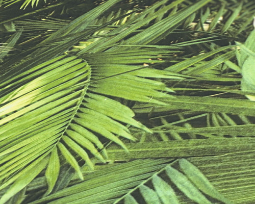 Detail palmových listov
