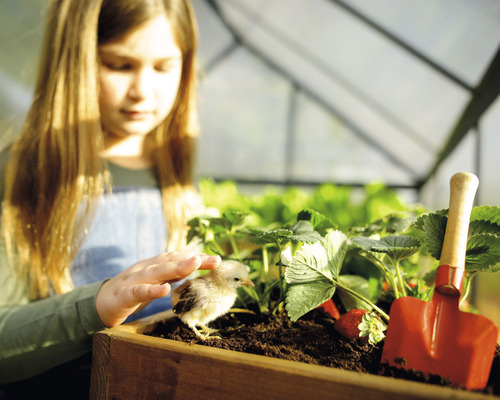 Dievča s kuriatkom, jahodami a záhradnou lopatou v skleníku
