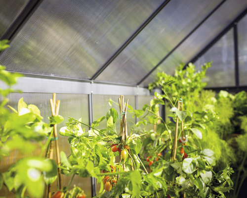 Vnútorný pohľad na skleník s rastlinami a paradajkami