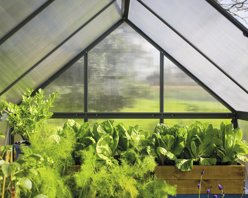 Pohľad do skleníka s rôznymi druhmi zeleniny v drevených debničkách.