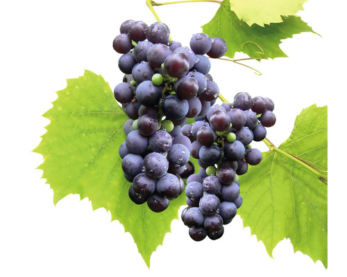 Vínna réva BIO bez jadier FloraSelf Bio Vitis vinifera 'Venus' 60-100 cm kvetináč 3 l