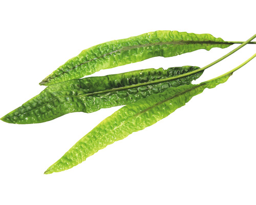 Parožnatka na bielom pozadí