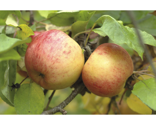 Jabloň zimná terasová FloraSelf Bio Malus domestica 'Topaz'® 60-80 cm kvetináč 5 l Dve jablká na strome