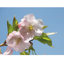 Mandľa trojlaločná polokmeň FloraSelf Prunus triloba výška kmeňa cca 90 cm kvetináč 7,5 l