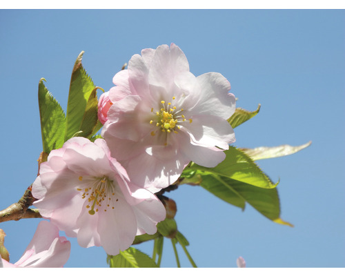 Detailný záber ružových kvetov čerešne so žltými tyčinkami na pozadí modrej oblohy