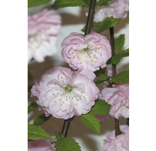 Mandľa trojlaločná polokmeň FloraSelf Prunus triloba výška kmeňa cca 90 cm kvetináč 7,5 l
