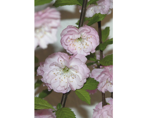 Detailný záber okrasnej čerešne s ružovými kvetmi a zelenými listami.