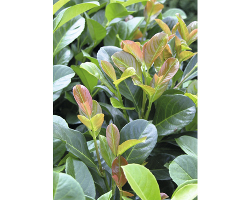 Detailný záber vavrínového čerešne s novými listami.