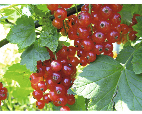 Ríbezľa červená BIO FloraSelf Bio Ribes rubrum 'Jonkheer van Tets' cca 40 cm kvetináč 3 l