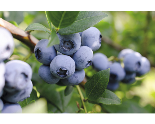 Čučoriedka BIO FloraSelf Bio Vaccinium corymbosum 'Bluecrop' cca 40 cm kvetináč 3 l