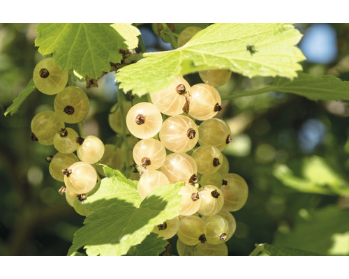 Ríbezľa biela bio stromčeková FloraSelf Bio Ribes rubrum 'Biely versailský' 80-100 cm kvetináč 5 l