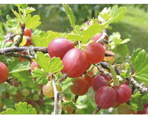 Egreš červený BIO na kmienku beztŕňový FloraSelf Bio Ribes uva-crispa 'Captivator' kvetináč 5 l