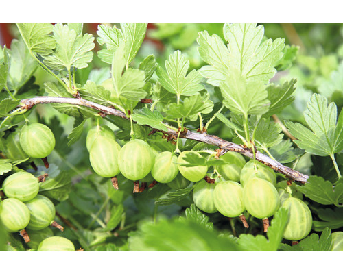 Egreš zelený BIO na kmienku FloraSelf Bio Ribes uva-crispa 'Mucurines' kvetináč 5 l