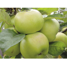Jabloň stĺpovitá zelená FloraSelf Bio Malus domestica Aromaspur® 130-150 cm kvetináč 7,5 l-thumb-0