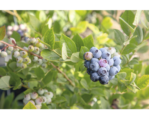 Čučoriedka bio skorá FloraSelf Bio Vaccinium corymbosum 'Early Blue' cca 40 cm kvetináč 3 l