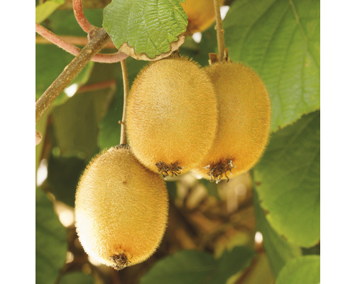 Kiwi BIO samoopelivé FloraSelf Bio Actinidia deliciosa 'Jenny' cca 90 cm kvetináč 3 l