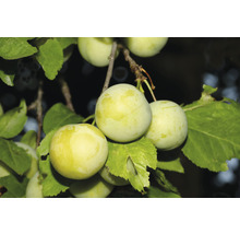 Slivka terasová samoopelivá FloraSelf Bio Prunus 'Ringlota Oulinská' 60-80 cm kvetináč 5 l-thumb-0