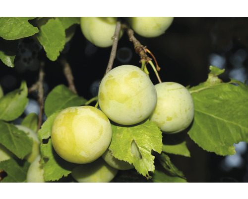 Slivka terasová samoopelivá FloraSelf Bio Prunus 'Ringlota Oulinská' 60-80 cm kvetináč 5 l-0