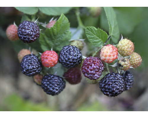 Malina BIO letná beztŕňová FloraSelf Bio Rubus idaeus x neglectus 'Glen Coe' kvetináč 2 l