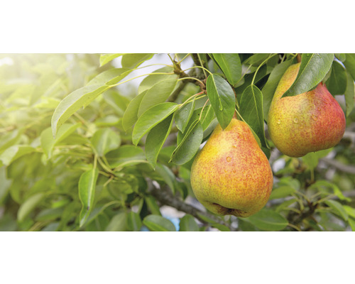 Bio stĺpovitá hruška FloraSelf Bio Pyrus communis Aromaspur® 130-150 cm kvetináč 7,5 l žltočervená