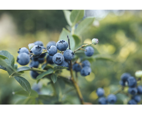 Čučoriedka BIO FloraSelf Bio Vaccinium corymbosum 'Spartan' cca 40 cm kvetináč 3 l Detailný záber čučoriedok na kríku