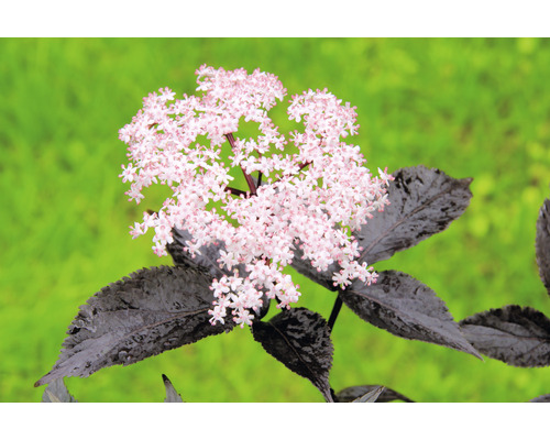 Baza čierna BIO FloraSelf Bio Sambucus nigra 'Black Beauty' 40-50 cm kvetináč 3 l