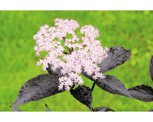 Baza čierna BIO FloraSelf Bio Sambucus nigra 'Black Beauty' 40-50 cm kvetináč 3 l Kvetenstvo bazy čiernej s tmavo sfarbenými listami