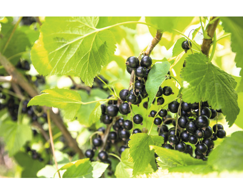 Arónia BIO FloraSelf Bio Aronia prunifolia 'Viking' kvetináč 2 l