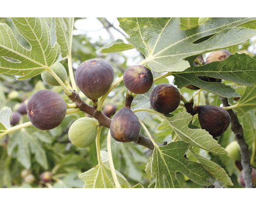 Figovník BIO samoopelivý FloraSelf Bio Ficus carica 'Peretta' cca 40 cm kvetináč 3 l Figy na strome s listami