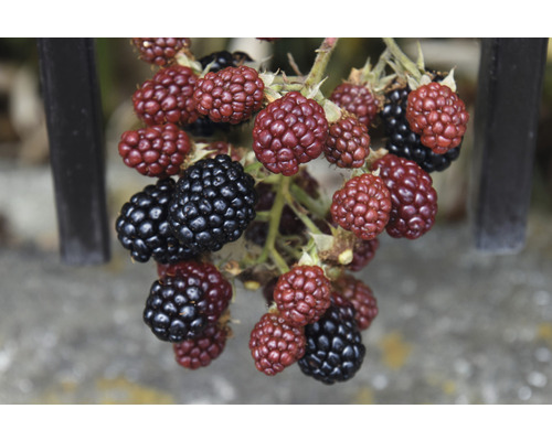 Černica beztŕňová BIO FloraSelf Bio Rubus fruticosus ‚Thornfree' kvetináč 2 l