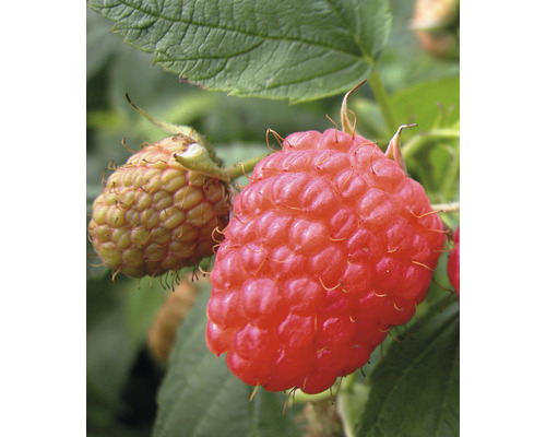 Malina BIO jesenná Hof: Obst Rubus idaeus 'Aróma Queen' 30-40 cm kvetináč 3,4 l Detailný záber malín na kríku
