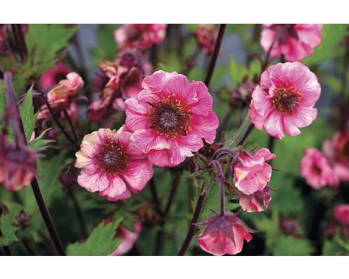 Kuklík mestský FloraSelf Geum 'Tempo Rose' 5-10 cm kvetináč 0,5 l