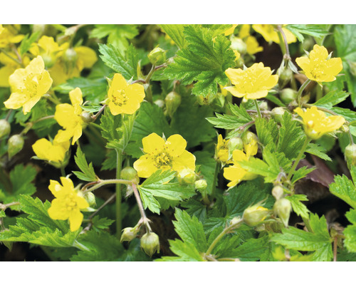 Kvitnúca nátržnica zlatá so zelenými listami