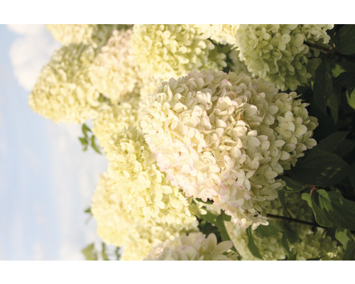 Detail kvetov metlinatej hortenzie v záhrade.