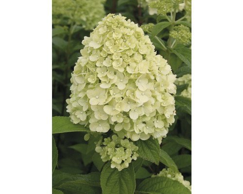 Detail kvetu metlinatej hortenzie